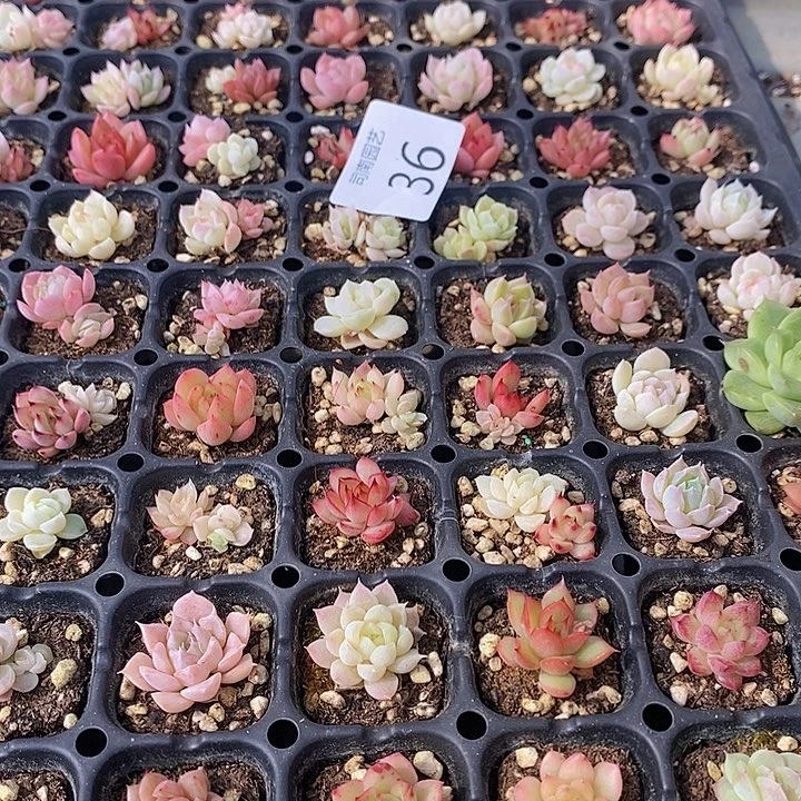 36 多肉植物盆栽花卉
