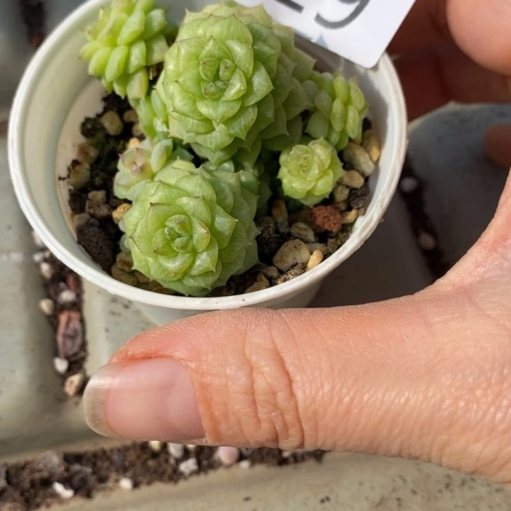 紫***信119 多肉植物盆栽植物