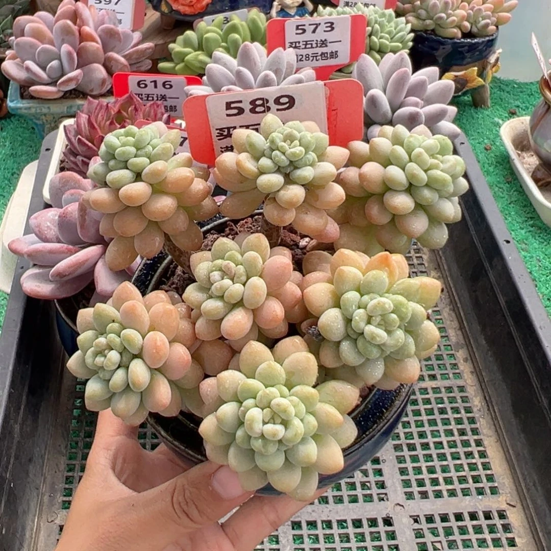 表妹精品多肉植物589.