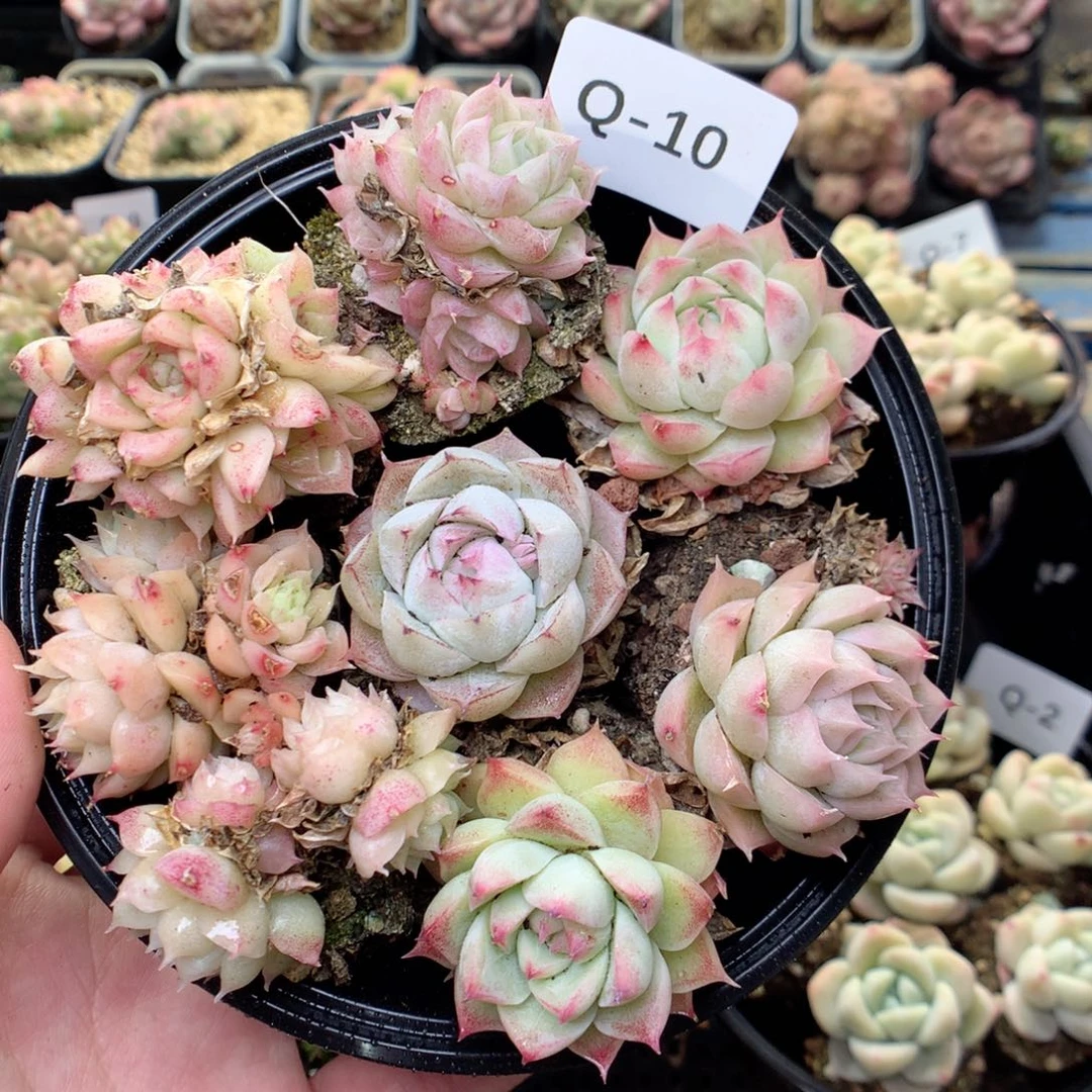 Q10 ，20包邮两天凑单偏远不发货
