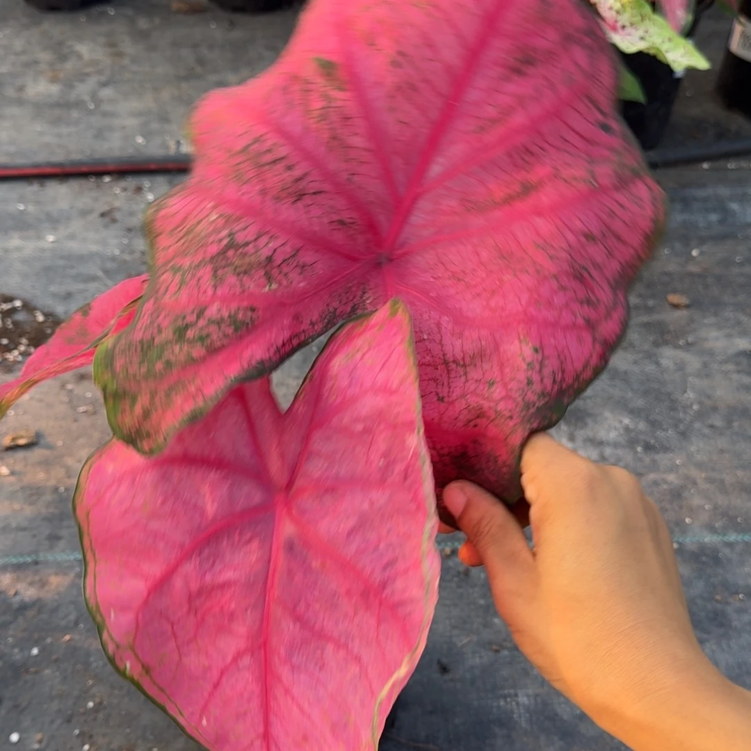 无花朵安妮068彩叶