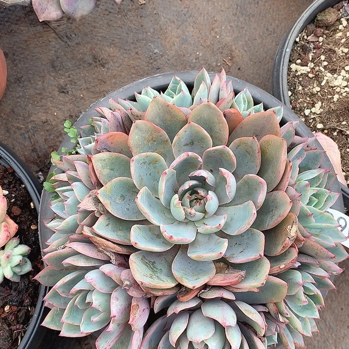 090赫拉一物一拍多肉