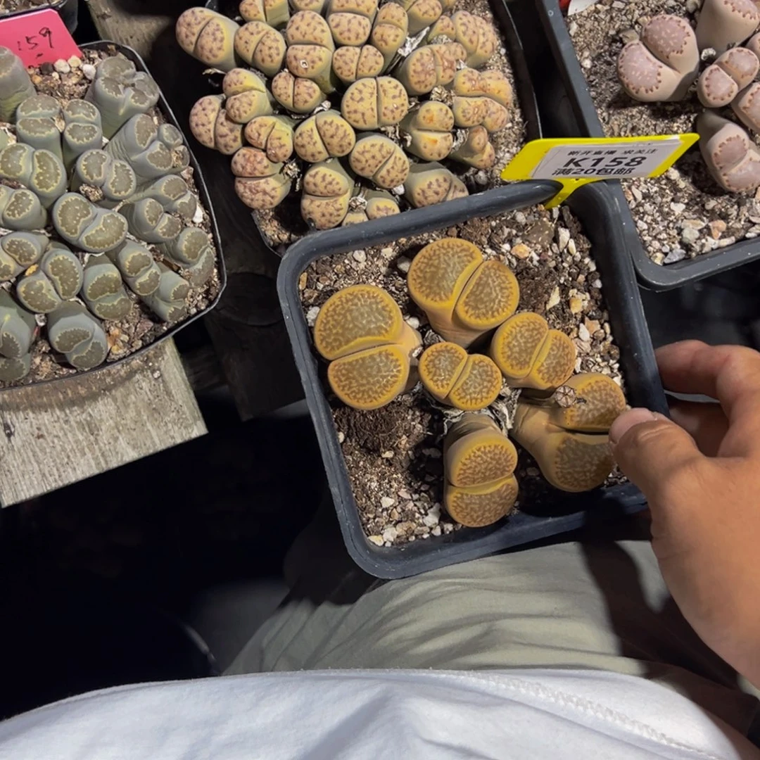 东***城158 生石花大群生一物一拍