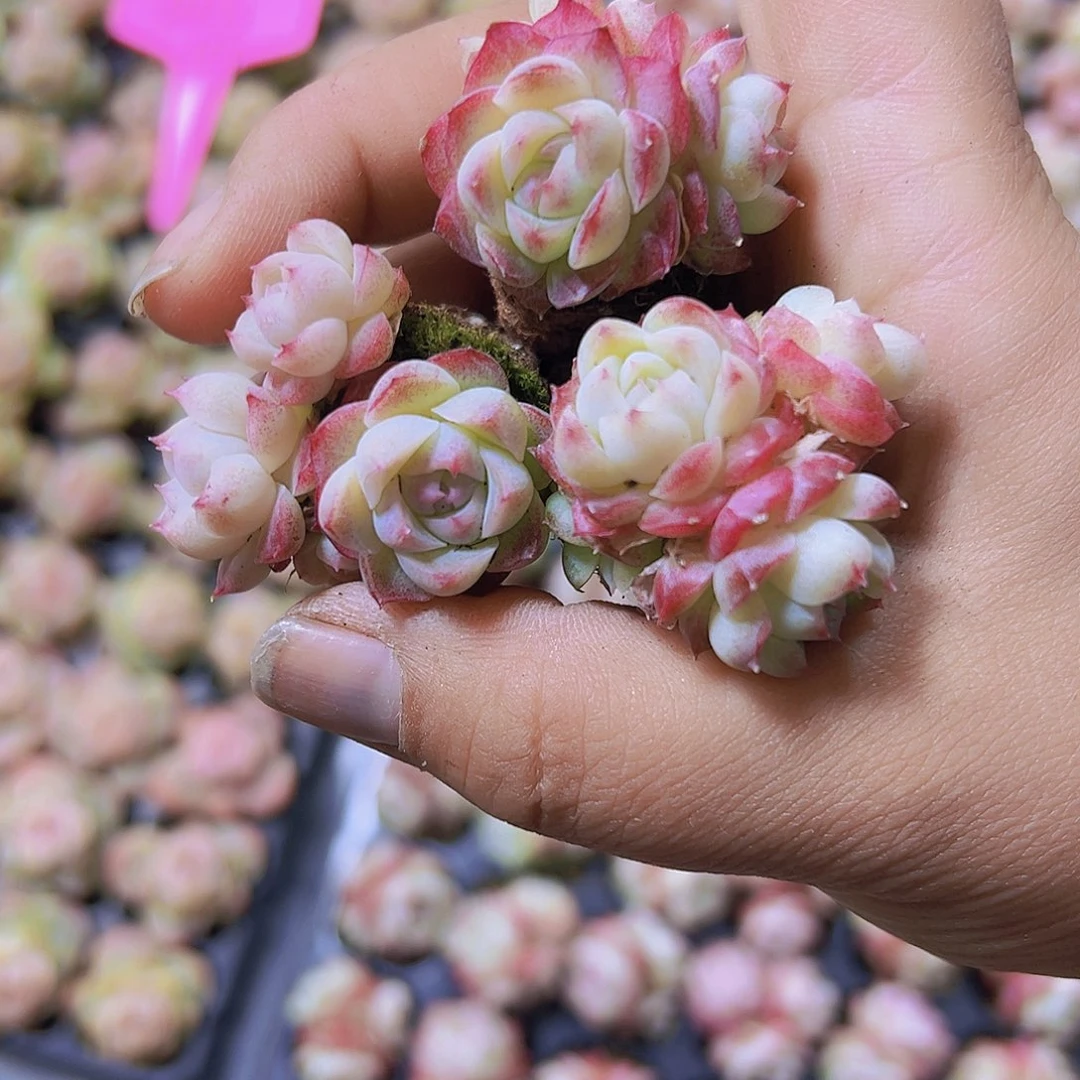 玫瑰仙子群3个19包邮