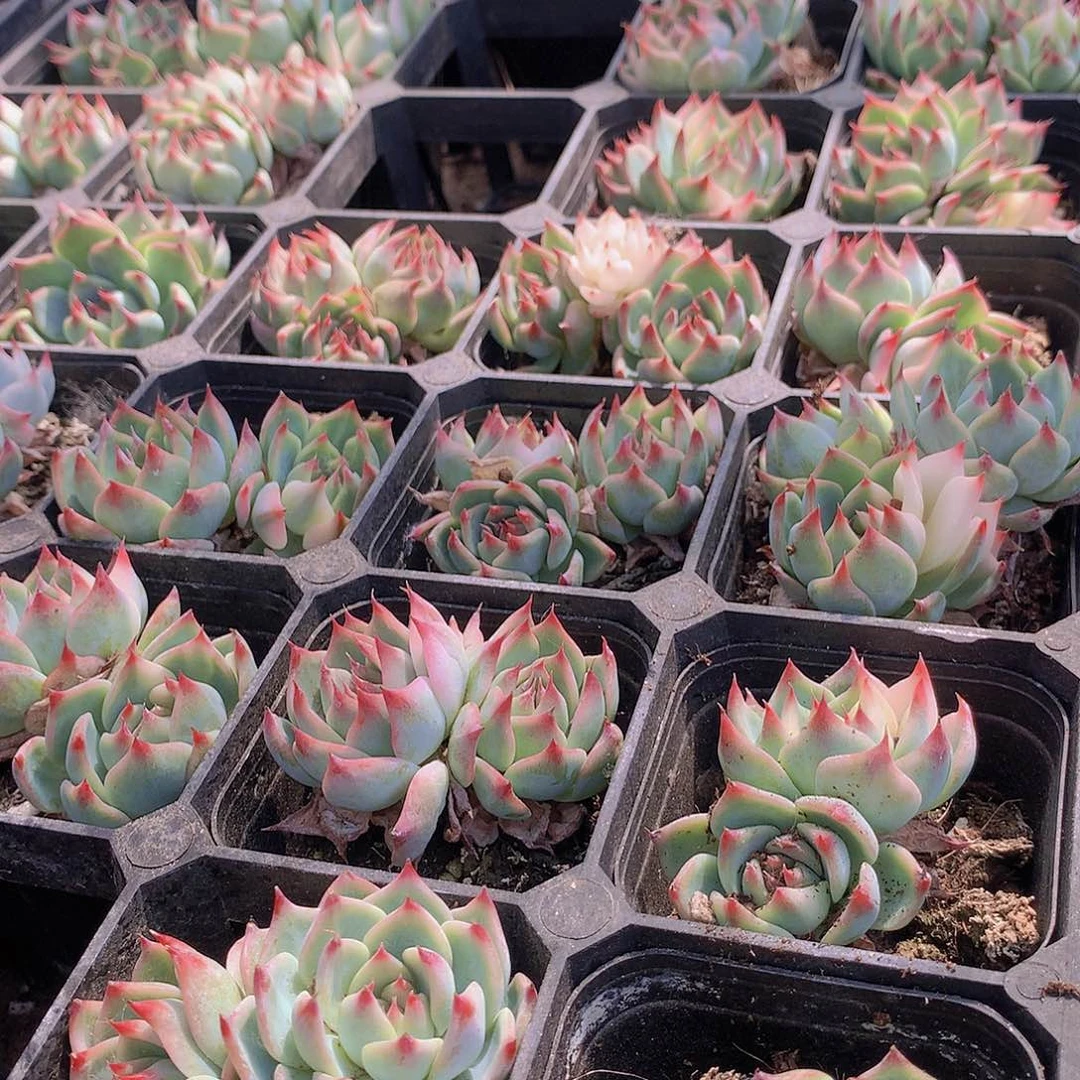 3颗吉娃娃少锦346778899999