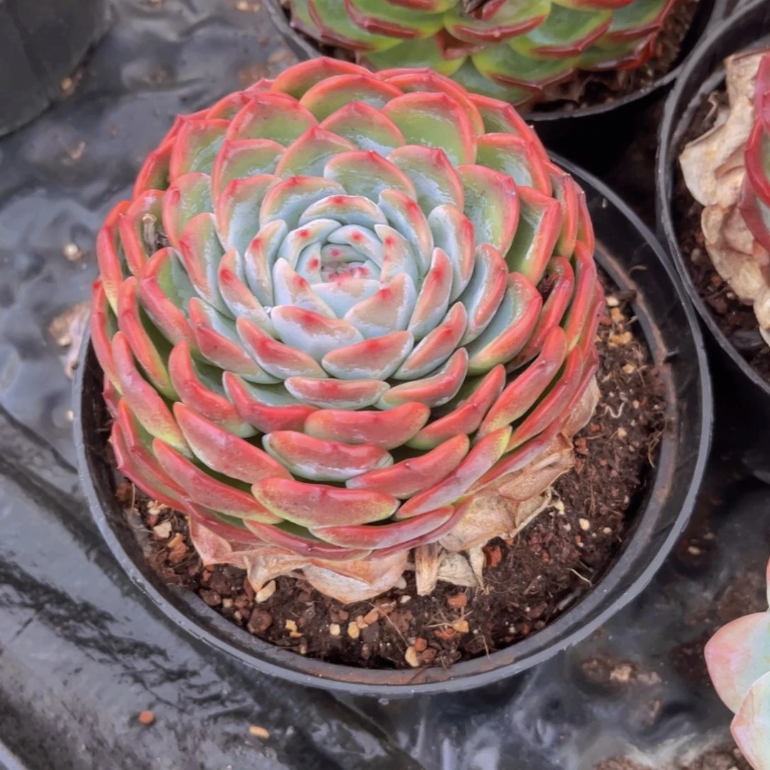 香提卡12.5公分999988988