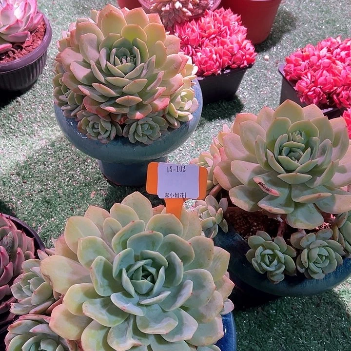 15.102恋曲一个脱土