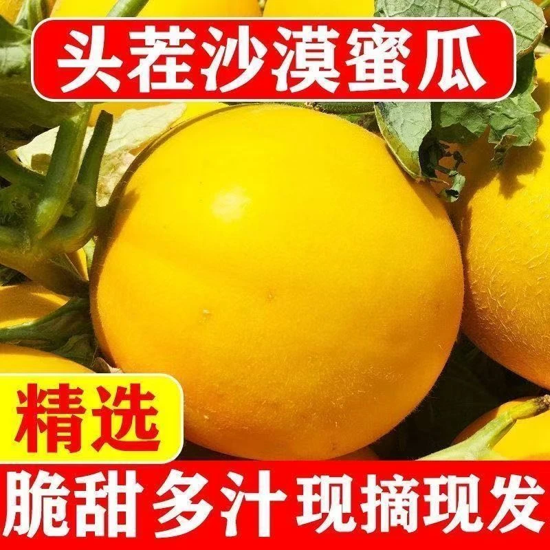 【严选头茬】甘肃民勤沙地蜜瓜产地直发农家种植新鲜采摘香甜软糯