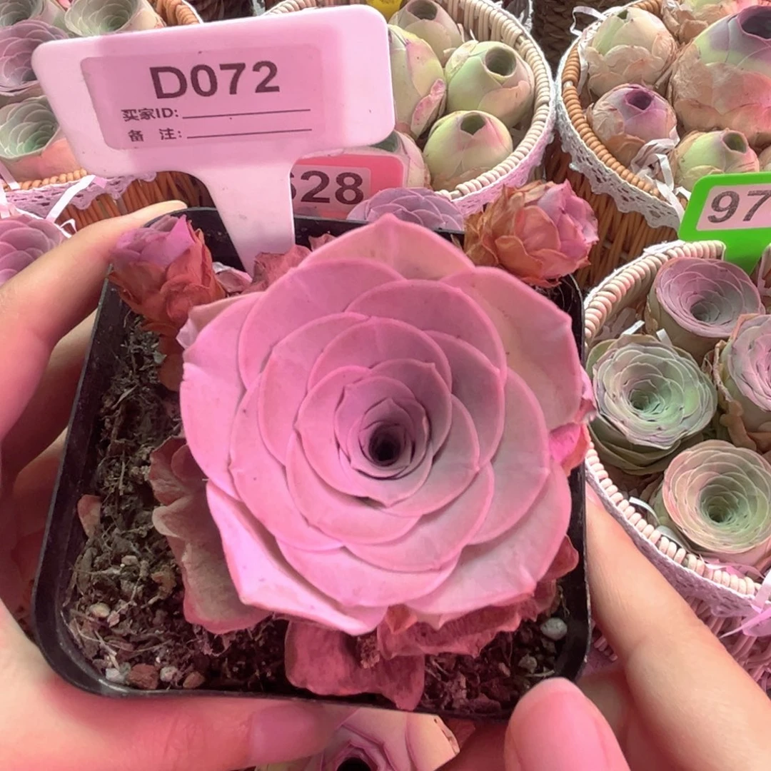 072奚梦晨光山地玫瑰