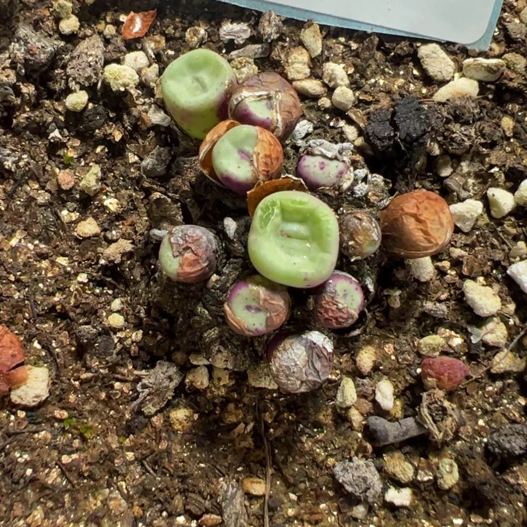 9-172TS427小红嘴多肉植物