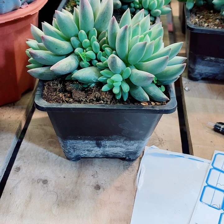 s***夜岩字一物一拍寄养2号