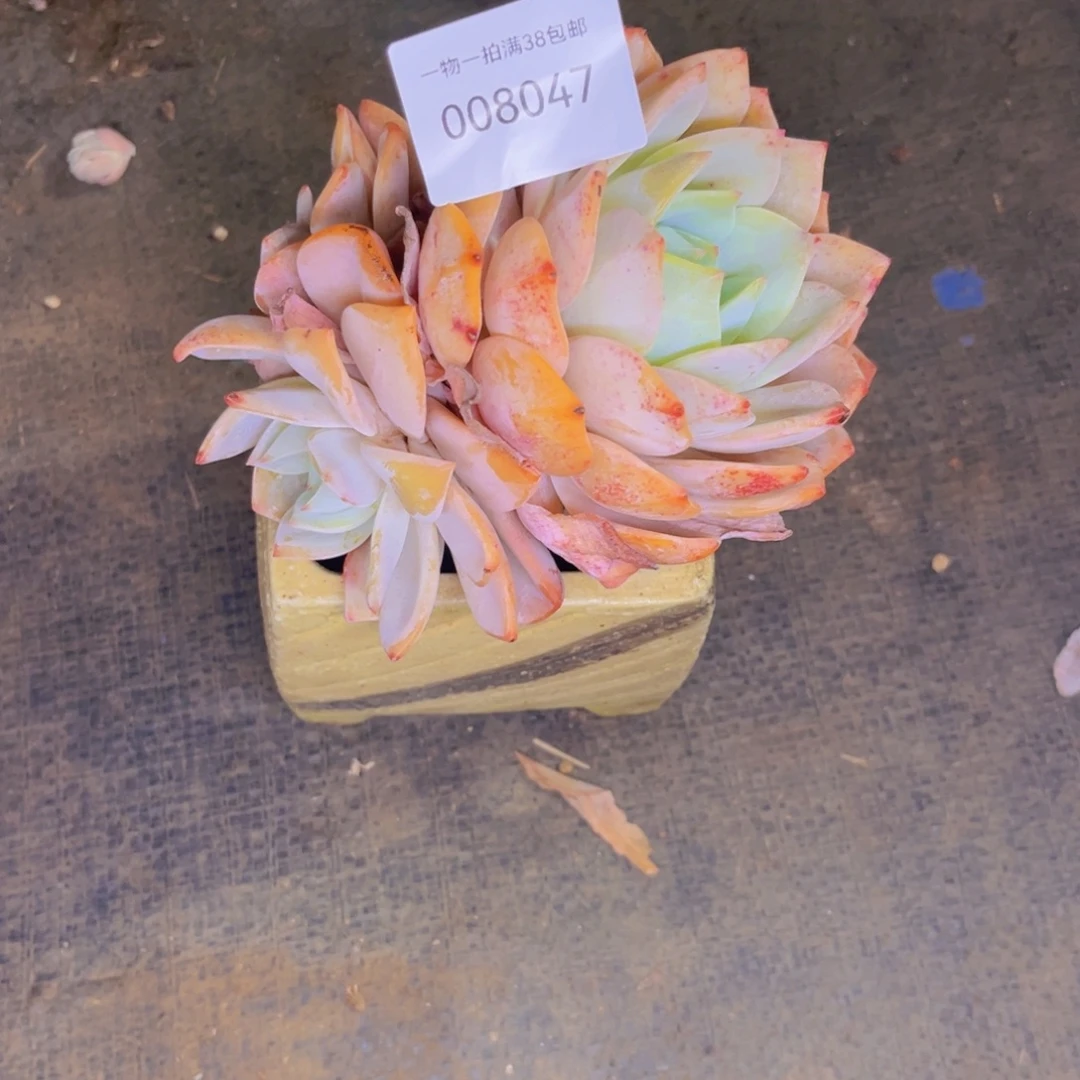 用***1多肉一物一拍8047