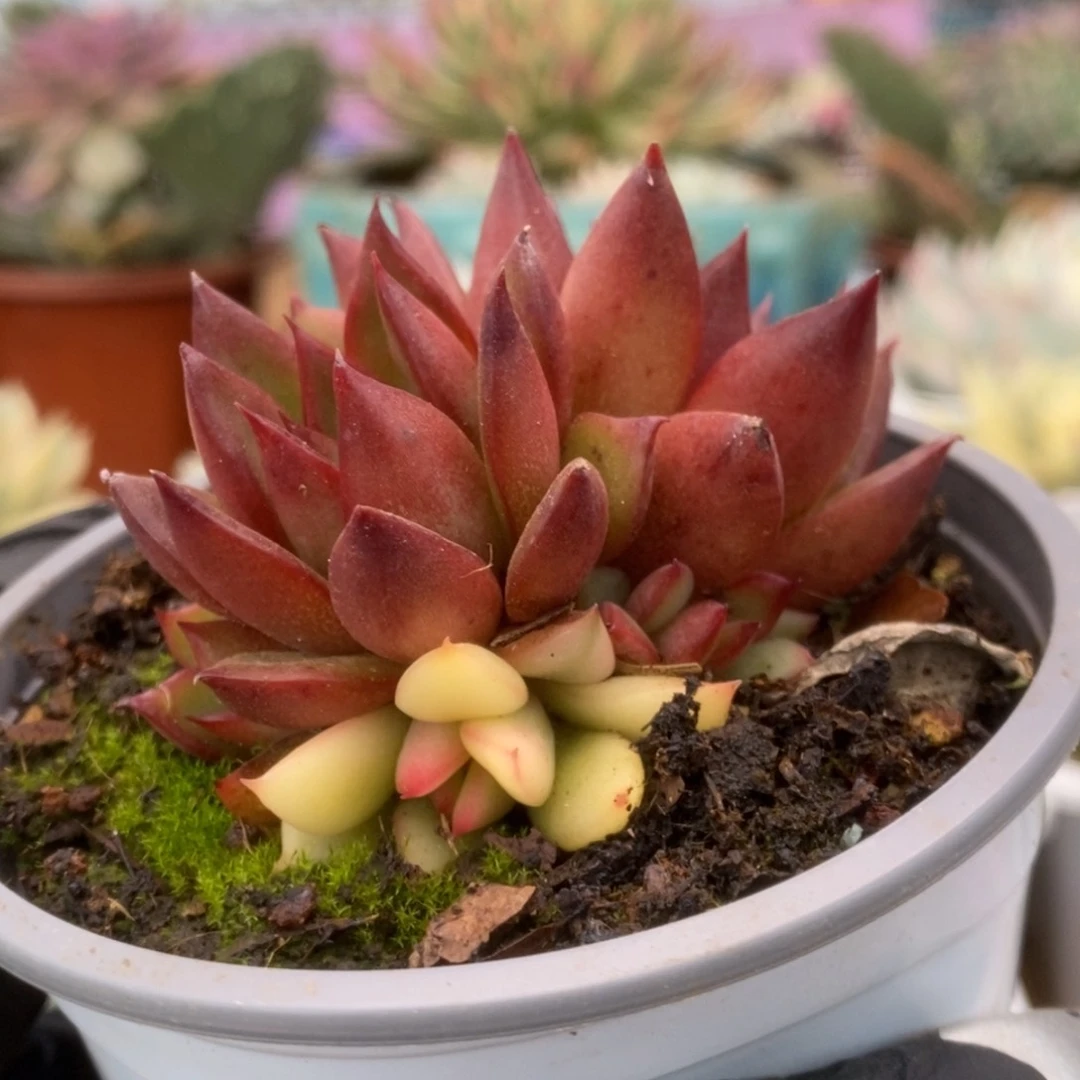 053野马锦锦锦锦锦锦