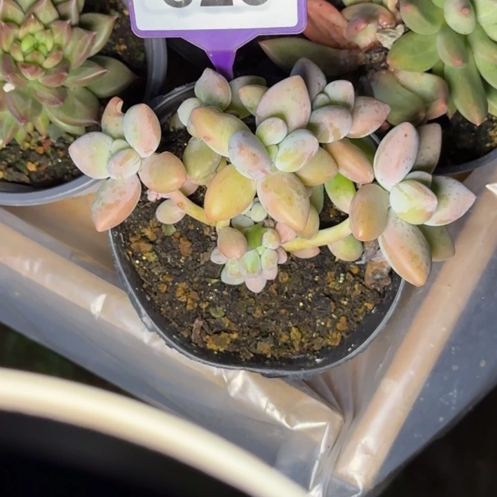 多肉植物白兰地823