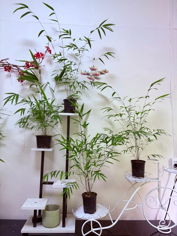 1号内门竹竹基地批发小盆精品