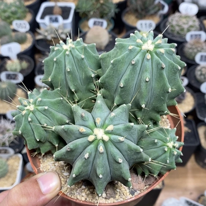 实生无刺王冠龙群生551号13cm