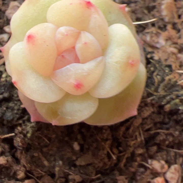 精品糖心一物一拍，尺寸不大介意勿拍