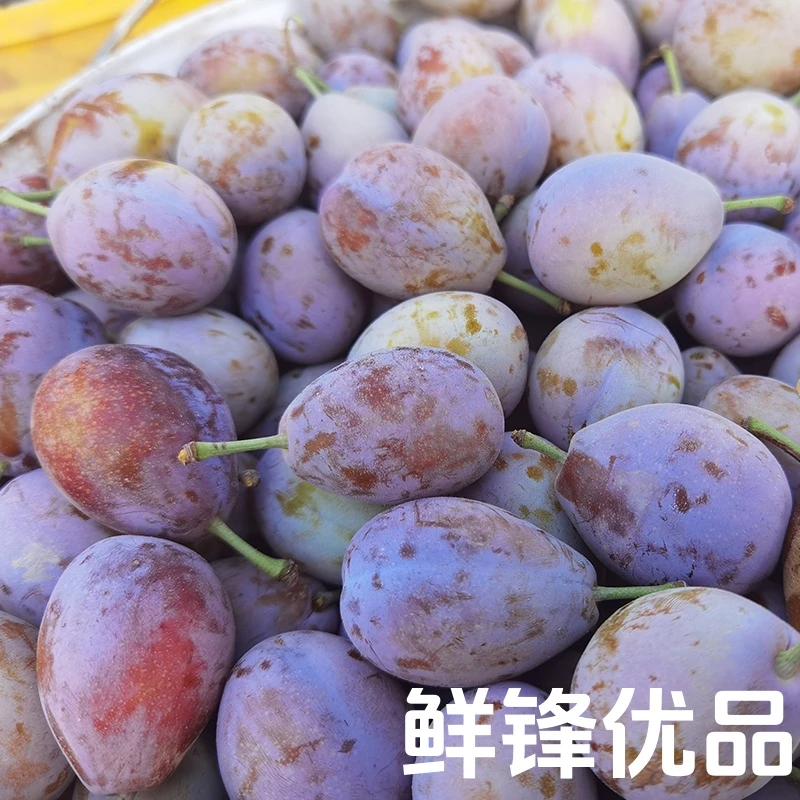 【鲜锋优品】新疆喀什新鲜采摘法兰西西梅果型饱满香甜多汁