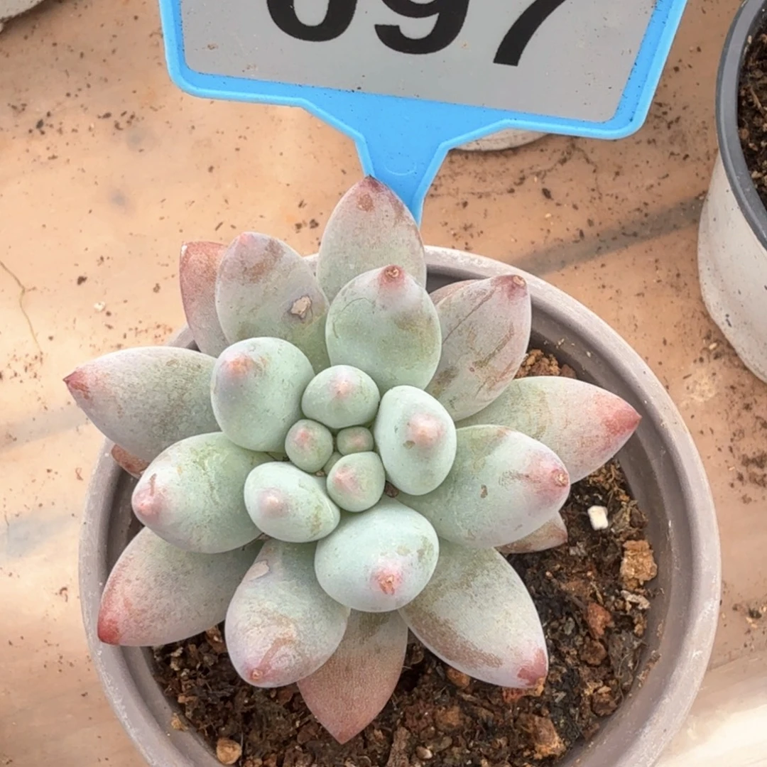 凯普敦多肉植物097