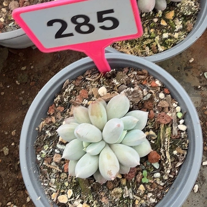海豚体哥特一物一拍285