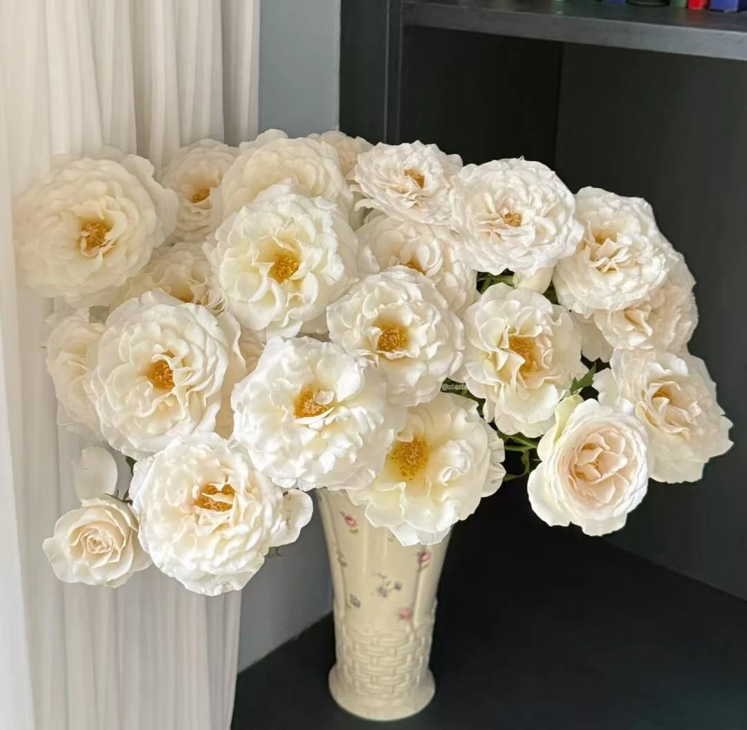 【两单包邮】香云纱多头玫瑰云南稀有鲜花