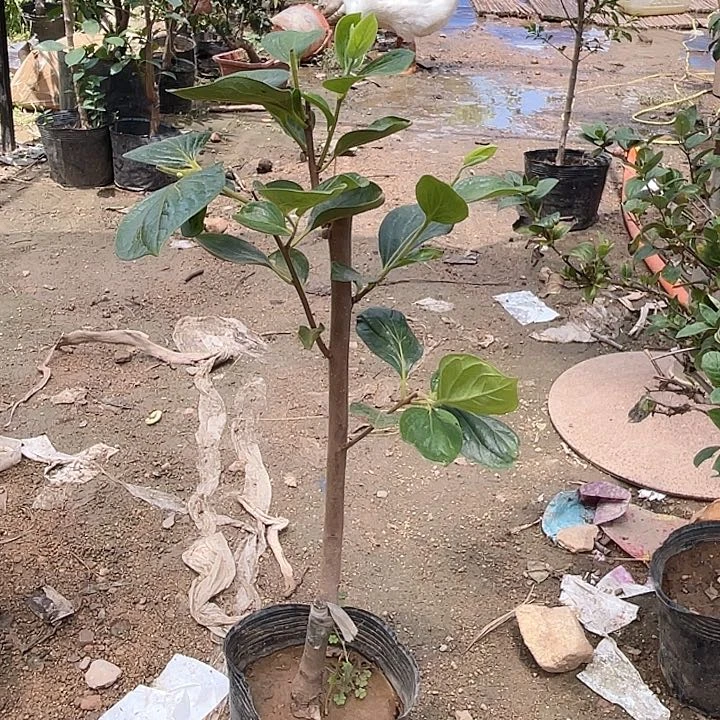 磨盘柿子，一物一拍