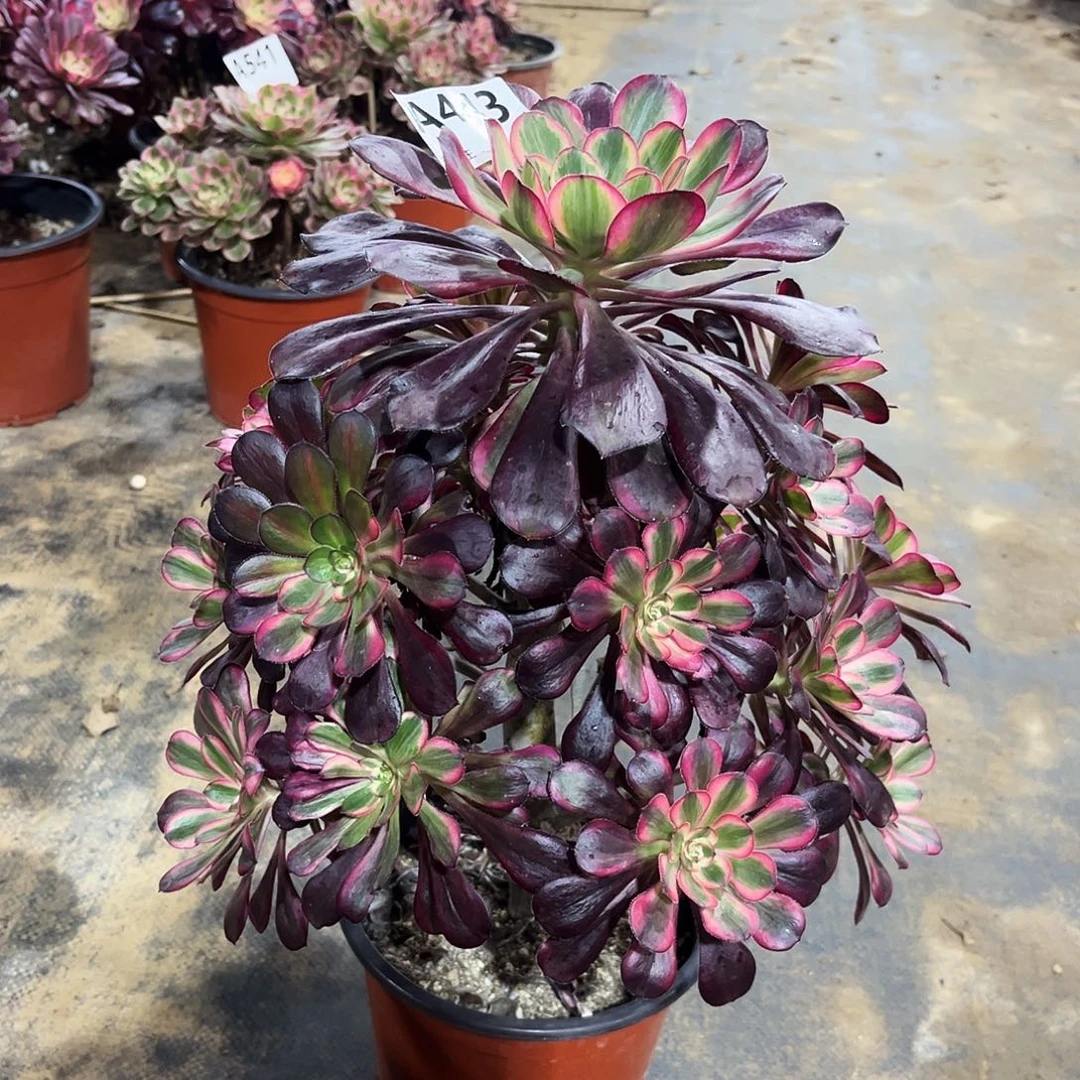 多肉植物丽娜443多肉