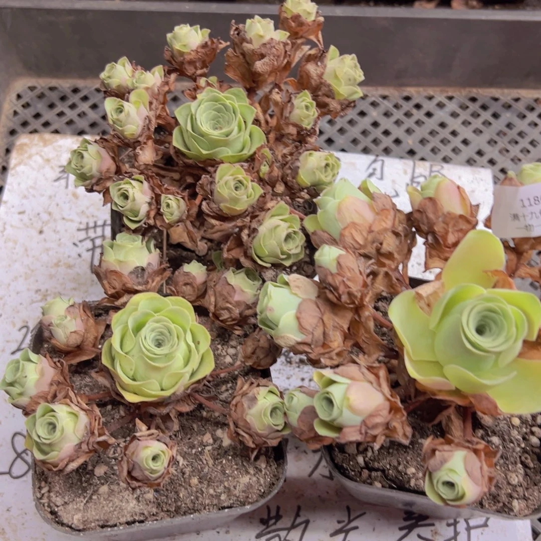 1186 侧牙掉了不包损无售后