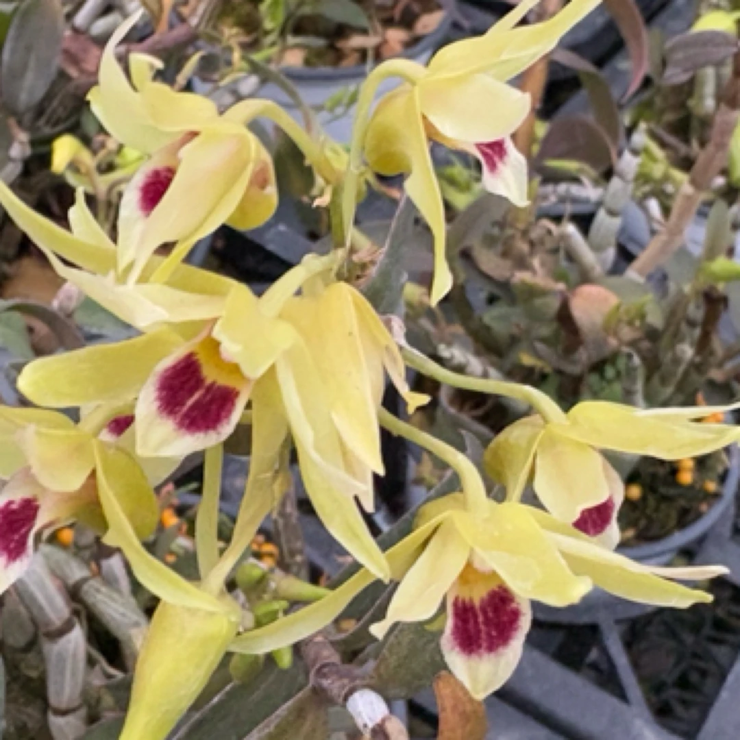 铁皮石斛板植种植适合客厅阳台好养可养室外花大花期长