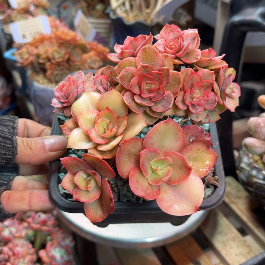 秀妍玫瑰锦多肉植物rihev