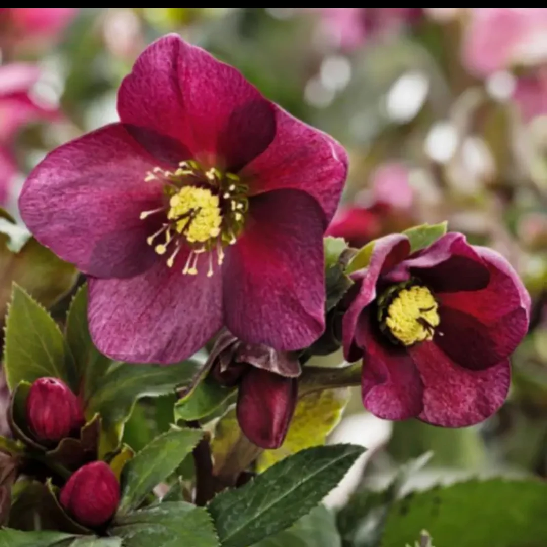 铁筷子冰雪玫瑰耐寒耐阴庭院阳台冬季室内外植物新手易上手