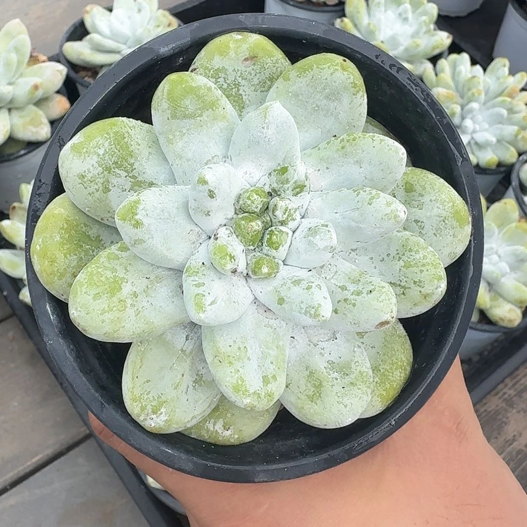 从前慢多肉编号拇指