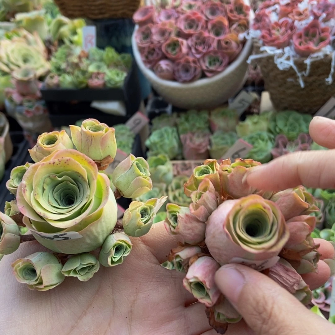 开****多肉植物山地玫瑰105.106号两颗