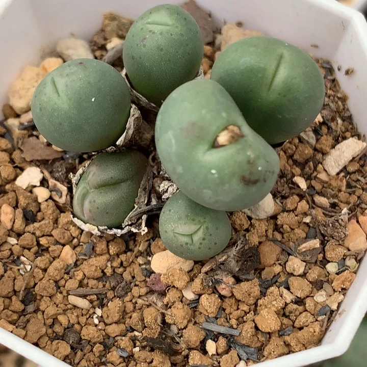 精品多肉植物精品园艺小拳拳
