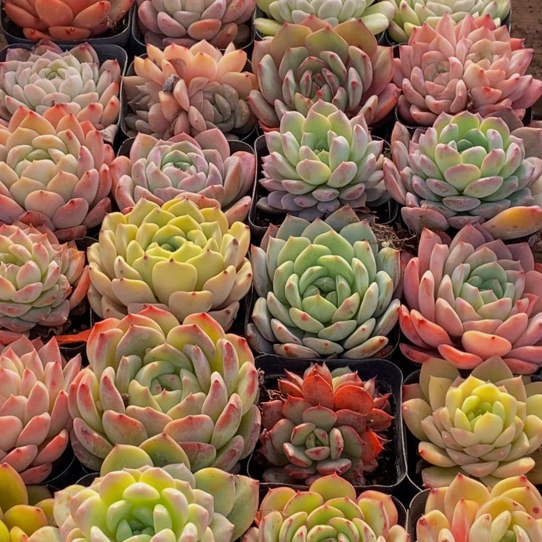 710多肉植物保护研究所所长