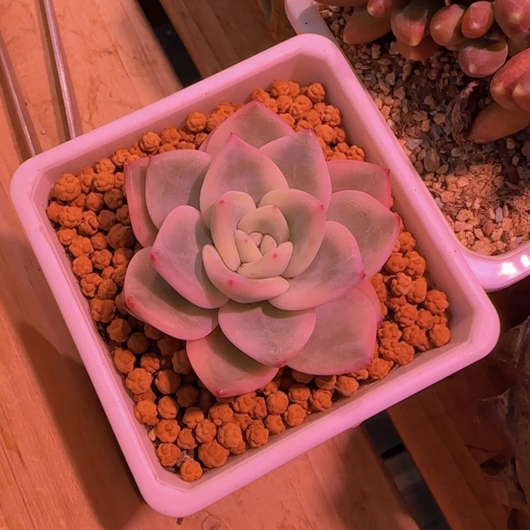 多肉植物伊丽莎白锦 蓝色天空