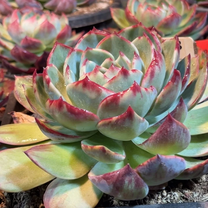 643惊鸿一物一拍包装收缩花旱