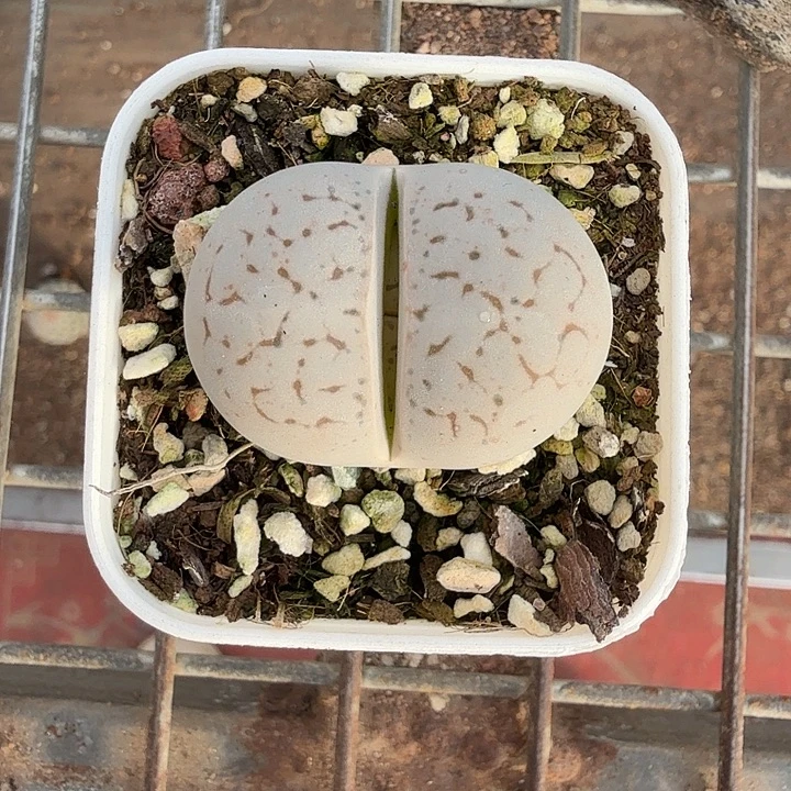 大白肉锥单头3仙人球