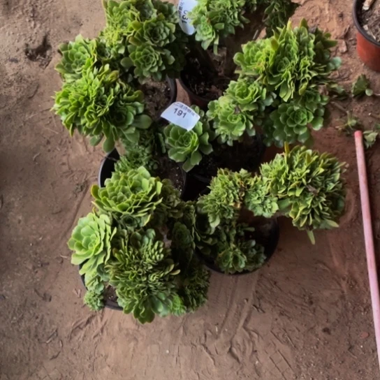 元***子191绿羊绒缀6颗瑕疵包邮