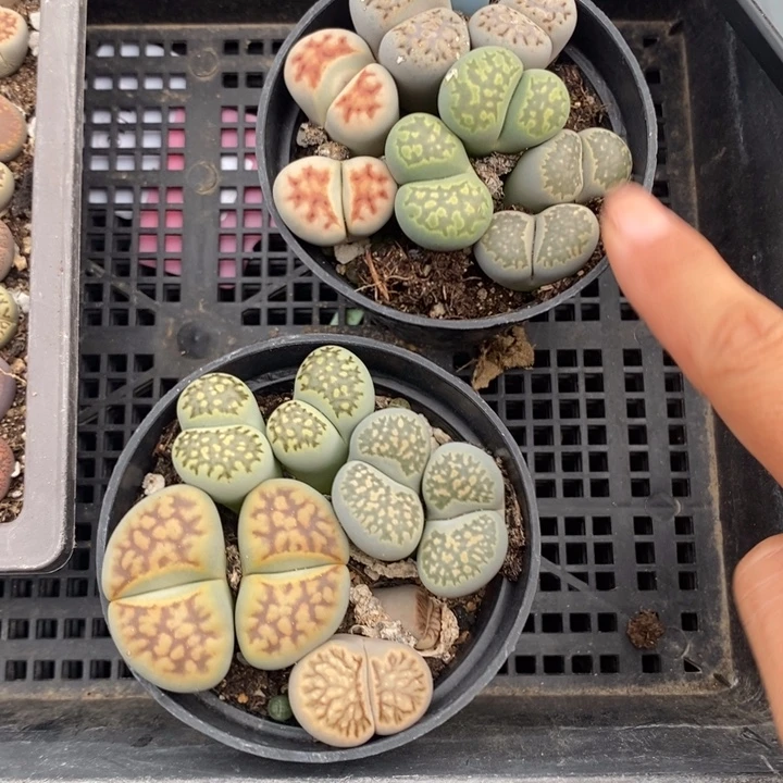 小***芳生石花的季节是最596