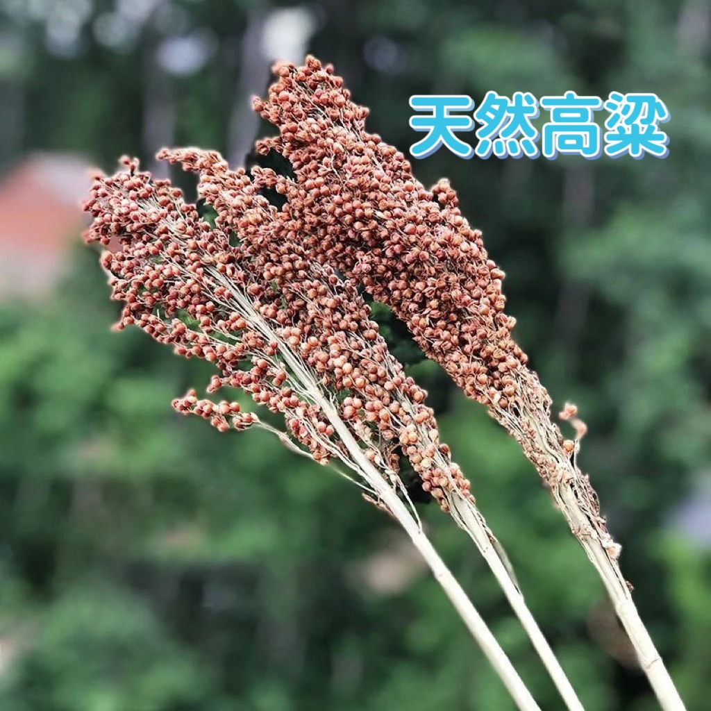 高粱束高粱干花造景仿真装饰花 田园农家乐场景布置 高粱穗无籽