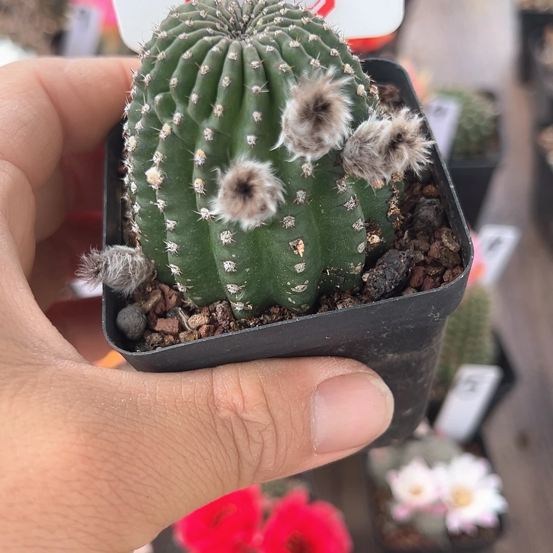 Z5往事多肉园仙人球往事