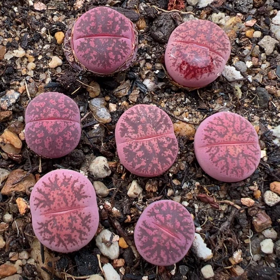 2.18好看的多肉170