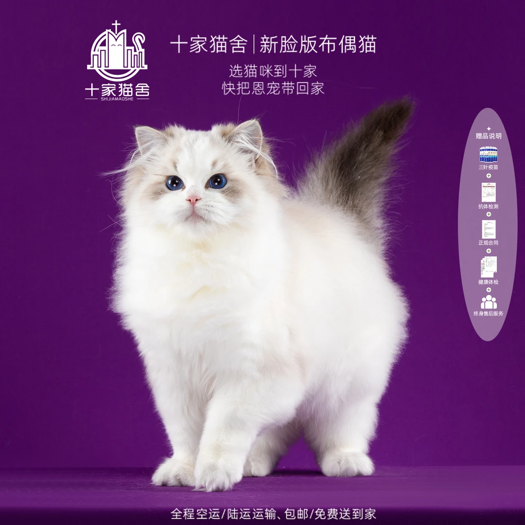 【十家猫舍】猫宁-弟弟 I新脸版布偶猫I猫咪活体