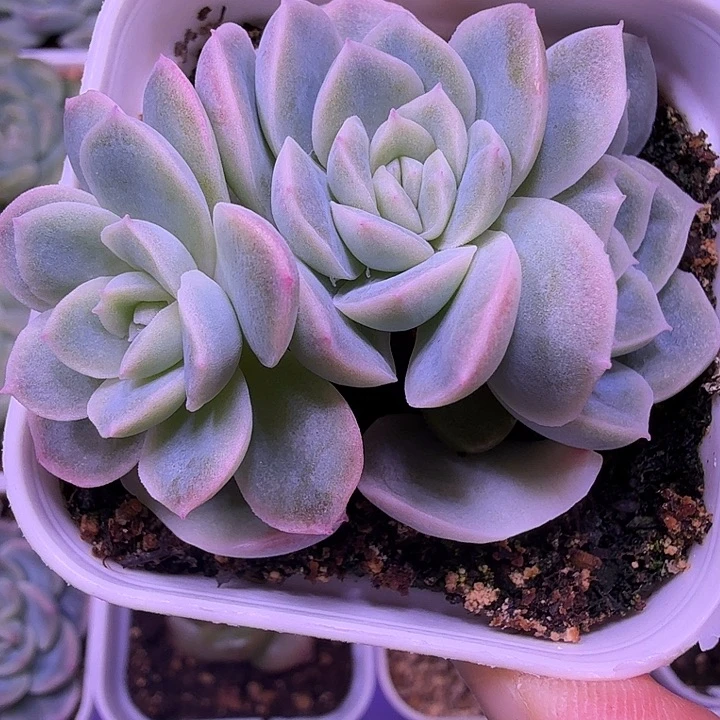 苍雪叶插苗一物一拍