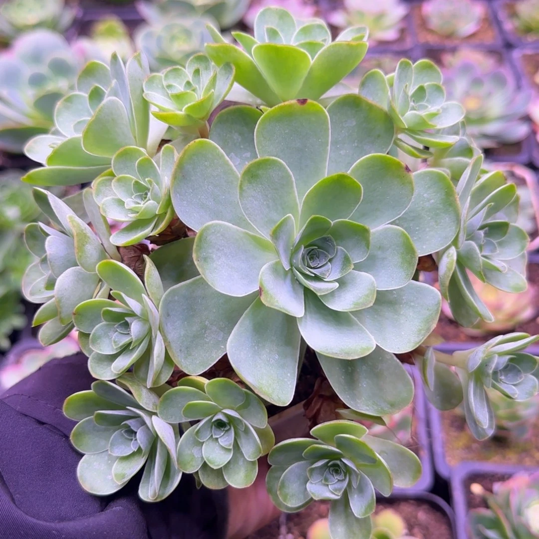 王*學15厘米繁星捧花玫瑰花玫瑰112424242