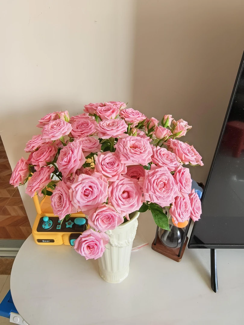 【半岛花铺】方德甜心 玫瑰任意2单或以上包邮发货鲜切花