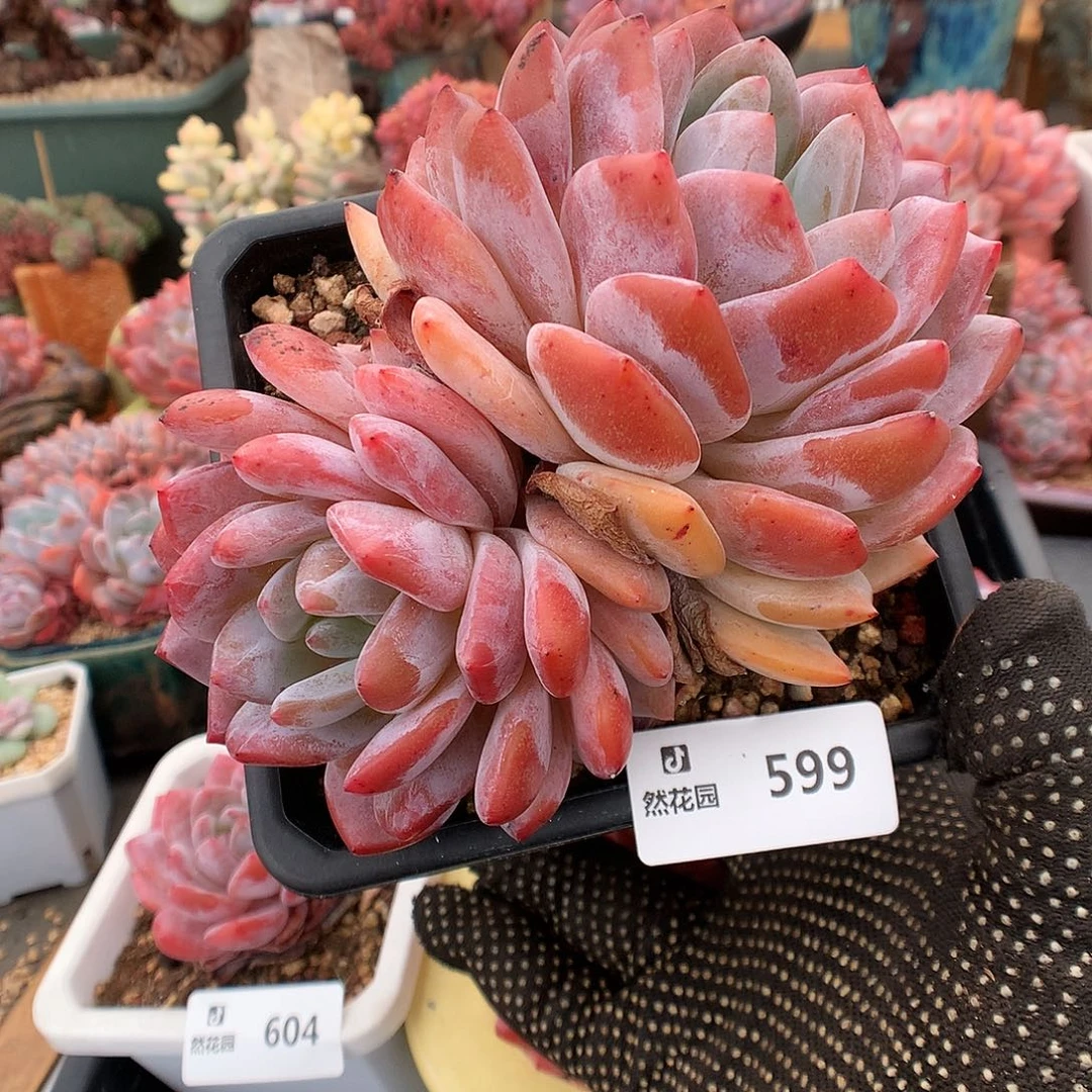 599梦露多肉植物666