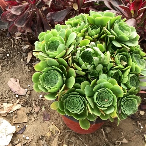 全部花朵绿玫瑰玫瑰玫瑰