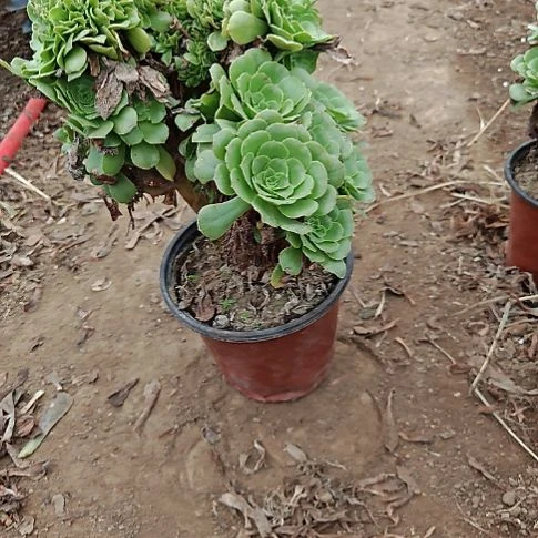 绿羊绒缀加急法师39